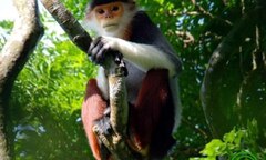 Các loài voọc quý hiếm ở Việt Nam