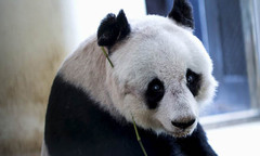 Gấu trúc 37 tuổi ở Hong Kong phá vỡ kỷ lục già nhất thế giới