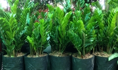 Cây cảnh làm đẹp: Cẩn thận rước  "tử thần " vào nhà