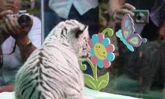 Nhân giống thành công hổ trắng Bengal ở Thảo Cầm Viên