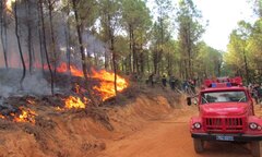 Chập điện xe nâng gỗ, 5ha rừng thông bị thiêu rụi