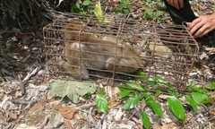 Thả 8 cá thể động vật quý hiếm về Vườn quốc gia Pù Mát