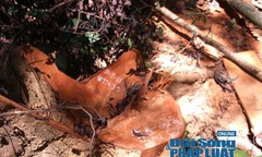 Vườn Quốc gia Vũ Quang: Phát hiện rừng gỗ De bị tàn phá