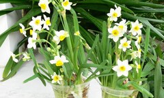 Những loại cây cảnh đẹp nhưng không được trồng trong nhà