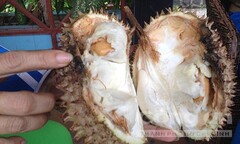 Sầu riêng tiêm hóa chất bán tràn lan: Làm sao để  "né "