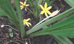 Sâm  "độc " 100 nghìn/kg ăn vào  "gây bệnh " nhớ vợ