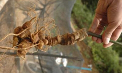 Cách phân biệt sâm Ngọc Linh thật - giả