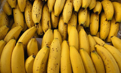 Dùng chất diệt cỏ ngâm chuối: Nguy hại khôn lường