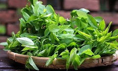 Rau ngót  "tắm " thuốc trừ sâu: Làm sao để không chọn phải?