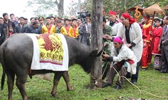 Độc đáo lễ chém trâu hội Đền Chín gian