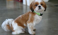 Điểm mặt 10 sinh vật cổ đại sống sót đến ngày nay