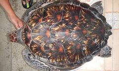 Ngư dân Huế thả rùa quý về với đại dương