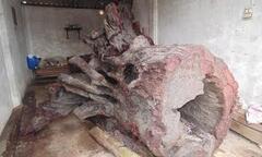 Quảng Bình: Gốc sưa tiền tỷ sẽ trưng bày tại bảo tàng