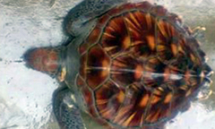  Ngư dân Hà Tĩnh thả rùa quý nặng 10kg về đại dương