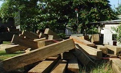 Ai đã tiếp tay để hàng chục m3 gỗ lọt sào?