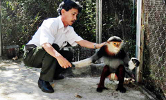 Tái thả một cá thể voọc vào Khu bảo tồn thiên nhiên Sơn Trà