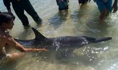 Cứu sống cá heo dài gần 2m dạt vào đìa tôm bỏ hoang