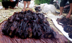 Hàng chục cá thể voọc chà vá chân nâu bị sấy khô 