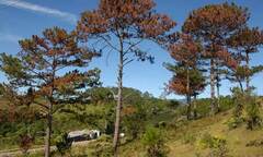 Hàng chục cây thông 30 năm tuổi chết đứng vì bị  "đầu độc "