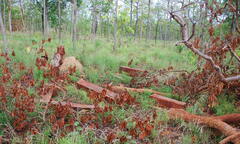  "Đầu nậu " thuê con nghiện vào rừng khai thác gỗ trái phép 