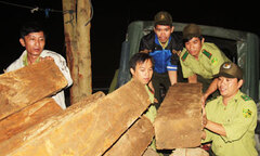 Ngăn chặn nhiều điểm nóng phá rừng tại Khánh Hòa