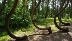 Rợn người với khu rừng ma quái ở Romania