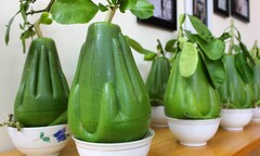 Độc đáo bưởi bàn tay Phật sẽ được cung ứng trong Tết Ất Mùi