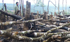 Sơn La: Rừng tự nhiên Ngọc Chiến đang cạn kiệt