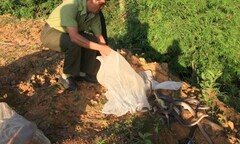 30 cá thể rắn ráo được trở về với môi trường tự nhiên