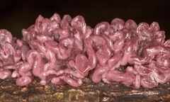 Cận cảnh loài nấm có hình dạng giống ruột non