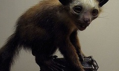 Loài khỉ Aye Aye được coi là hiện thân của quỷ dữ 