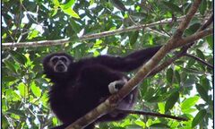 Bàn giao 2 cá thể vượn đen má trắng phục vụ nuôi nghiên cứu khoa học