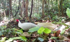 Gà lôi trắng có trong sách Đỏ thế giới xuất hiện tại Quảng Bình