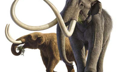 Rao bán voi giá từ 40.000 – 60.000 USD tại Zimbabwe