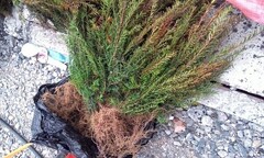 Gần 4 tấn cây giống thông đỏ nhập lậu từ Hàn Quốc về Hải Phòng