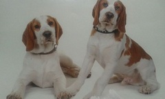 Cảm động chú chó ngồi đợi bạn suốt 7 tháng trước cổng nhà