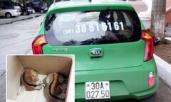 Phát hiện 2 cá thể cu li  "đi taxi "