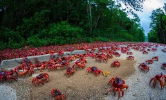 Cua đỏ thi nhau di cư ra bờ biển đào hang giao phối, sinh sản