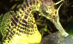 Ngỡ ngàng với muôn kiểu  "yêu " độc đáo của động vật