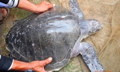 Rùa biển quý hiếm liên tục lạc vào đầm phá