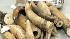 Phát hiện 11 khúc ngà voi trong 2 valy thất lạc ở sân bay Nội Bài
