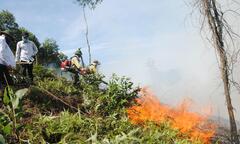 Nghi vấn đốt ong đốt luôn hàng chục héc ta rừng