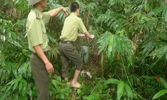 Thả 4 con khỉ mặt đỏ về môi trường tự nhiên