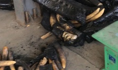 Phát hiện hơn 1 tấn ngà voi ngụy trang trong than củi