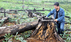 Rừng xung quanh khu du lịch sinh thái Măng Đen bị tàn phá