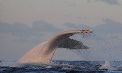 Phát hiện con cá voi lưng gù bạch tạng cực hiếm ở Australia