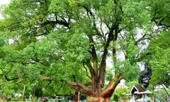 Cặp Long não 80 tuổi trở thành “Cây di sản Việt Nam "