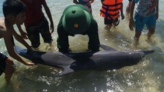 Thừa Thiên – Huế: Phát hiện cá heo dài 1,8m trôi dạt vào bờ