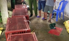  Liên tiếp bắt giữ hai vụ vận chuyển tê tê, rùa trái phép