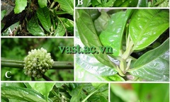 Phát hiện loài thực vật mới ở núi đá vôi Hà Giang